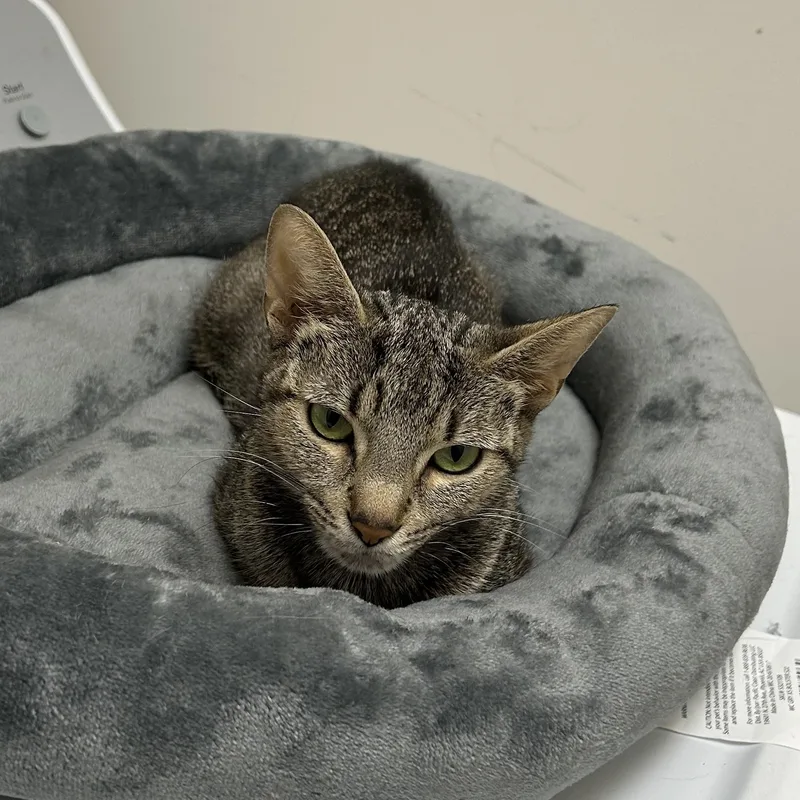 A young medium-sized female Tabby (Gray / Blue / Silver) Tabby cat named Cannoli for adoption in Frederick, MD
