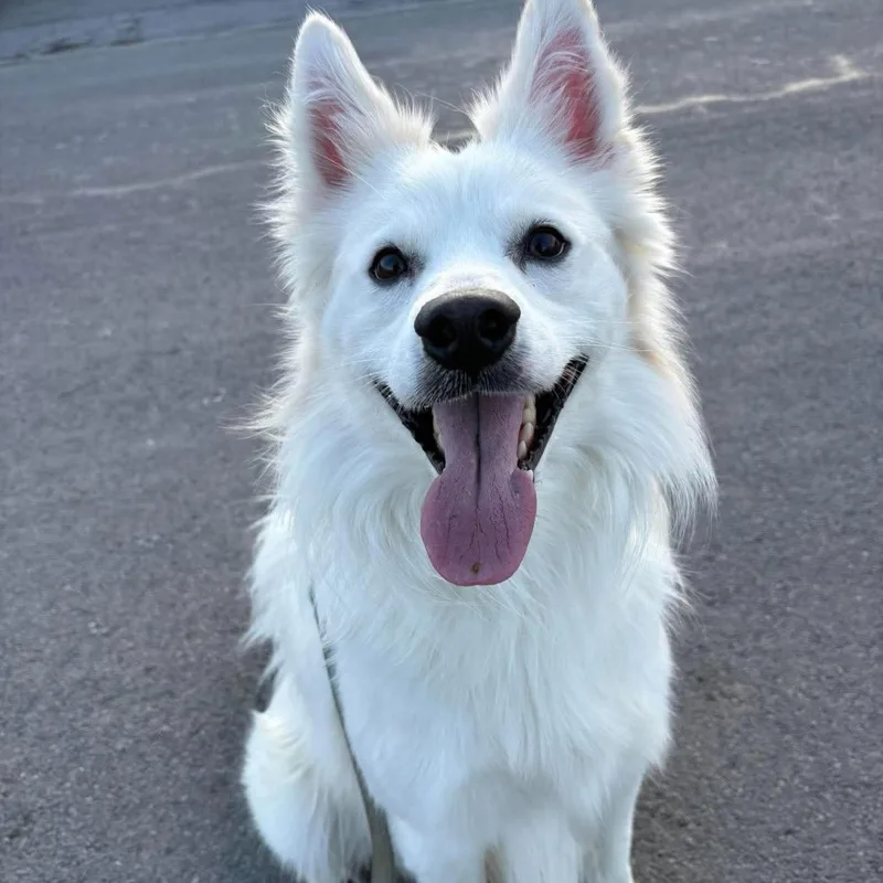 An adult medium-sized male White / Cream American Eskimo Dog dog named Skylar for adoption in Syracuse, NY