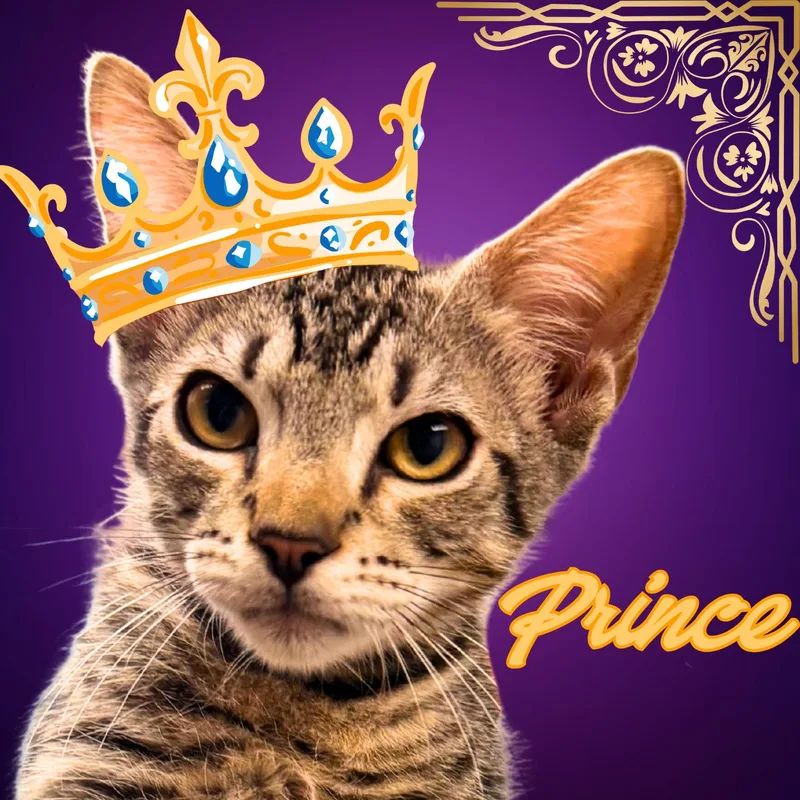 A young small-sized male Tabby (Gray / Blue / Silver) Domestic Short Hair cat named Prince for adoption in Aransas Pass, TX