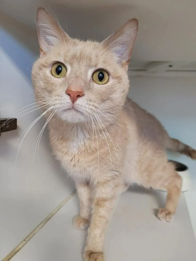 An adult medium-sized male Orange / Red Domestic Short Hair cat named Cheese for adoption in Gettysburg, PA