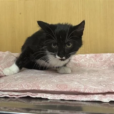 A baby small-sized female Black Domestic Short Hair cat named Sweet Whiskers for adoption in Saint Louis, MO