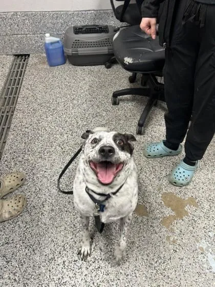 An adult medium-sized male Cattle Dog dog named Maverick for adoption in West Chester, PA