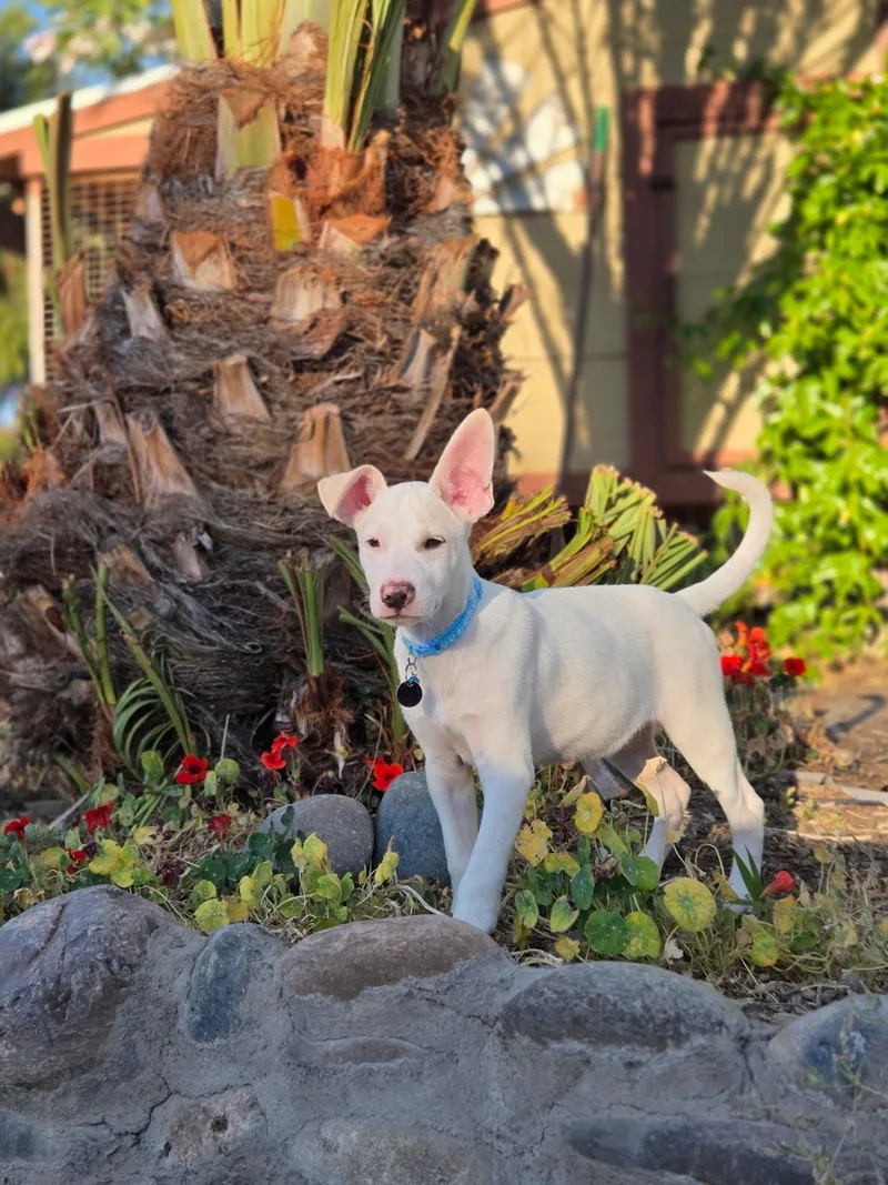 Casper thumbnail 3