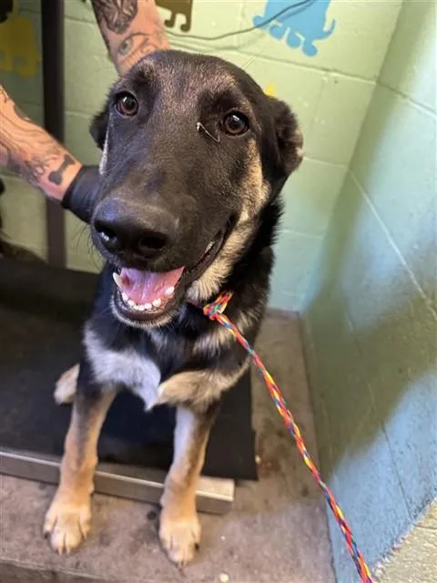 A young small-sized male German Shepherd Dog dog named French Toast for adoption in Sacramento, CA