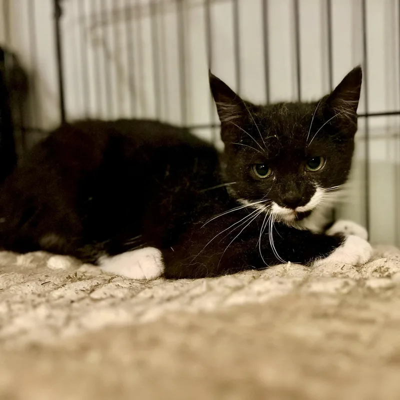 A baby medium-sized male Black & White / Tuxedo Domestic Short Hair cat named Hollywood for adoption in Griswold, CT