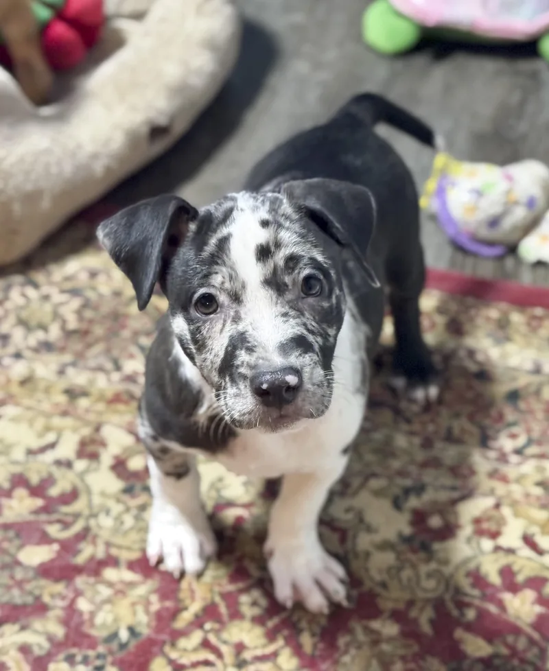 A baby medium-sized male Black Catahoula Leopard Dog dog named Zeus for adoption in Southport, CT