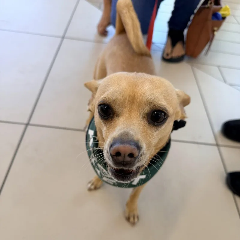An adult small-sized male Chihuahua dog named Simon for adoption in San Jose, CA