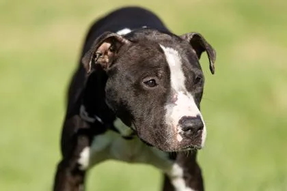 An adult large-sized male Mixed Breed dog named Bam Margera for adoption in West Chester, PA