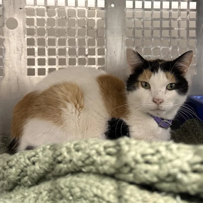 An adult small-sized female Calico Domestic Short Hair cat named Holland for adoption in Mount Vernon, IN