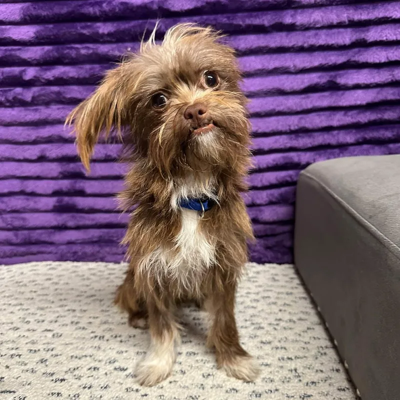 A young small-sized female Shih Tzu dog named Lavaya for adoption in Hartland, WI