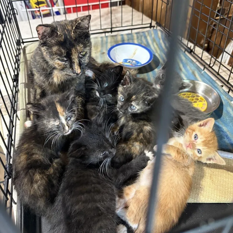 A baby small-sized female Calico Domestic Medium Hair cat named Boots C for adoption in Princeton, MN