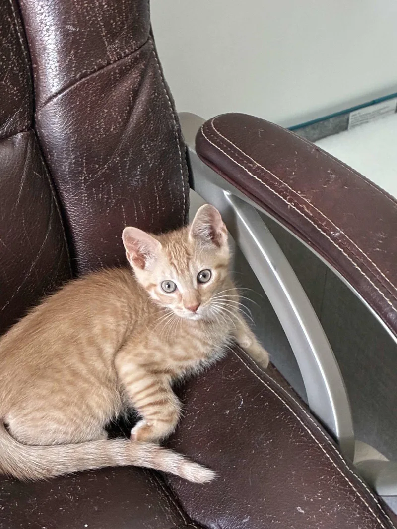 A baby medium-sized male Orange / Red Domestic Short Hair cat named Peanut Butter for adoption in Buford, GA