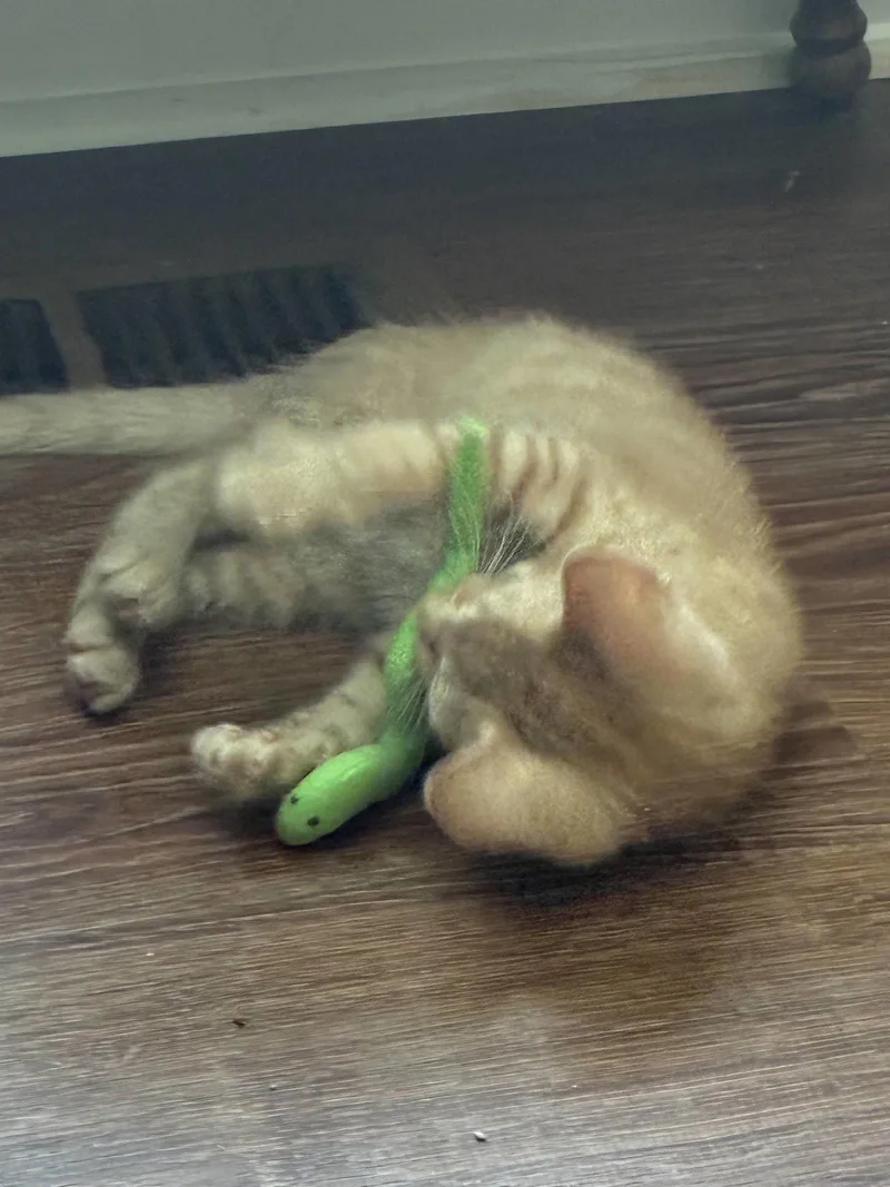 Peanut Butter thumbnail 3
