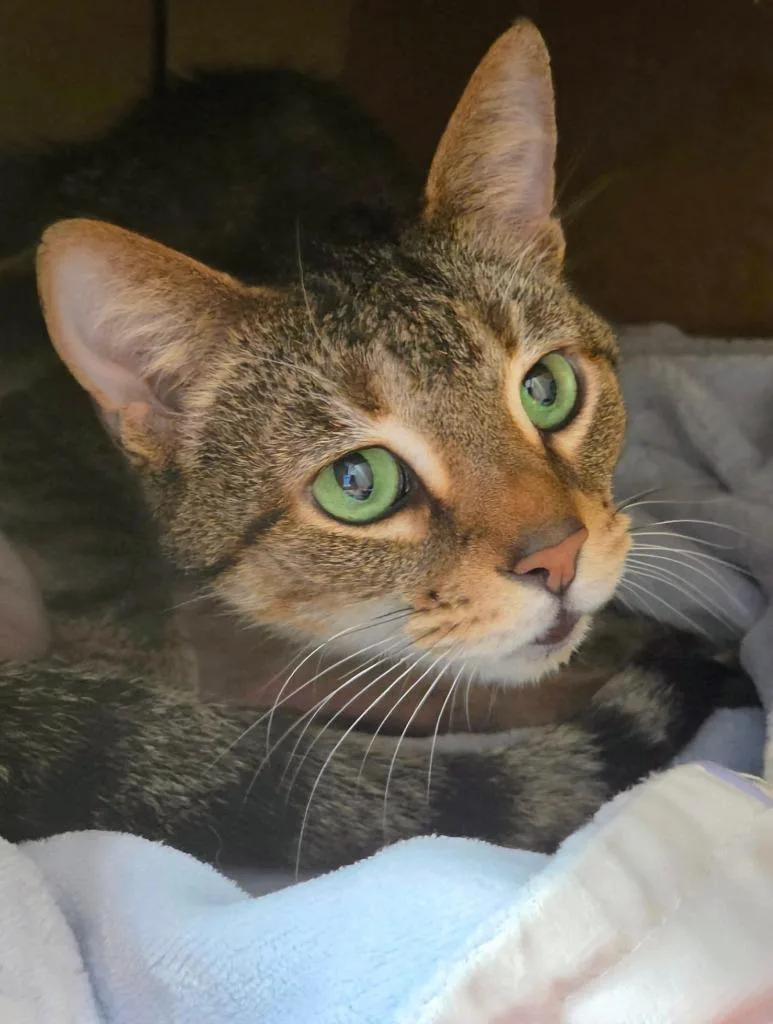 A senior large-sized female Domestic Short Hair cat named Daisy for adoption in Bloomington, IN