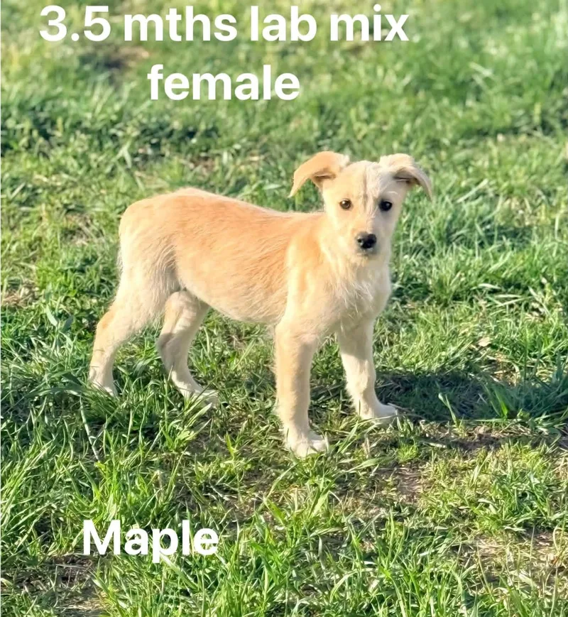 Maple