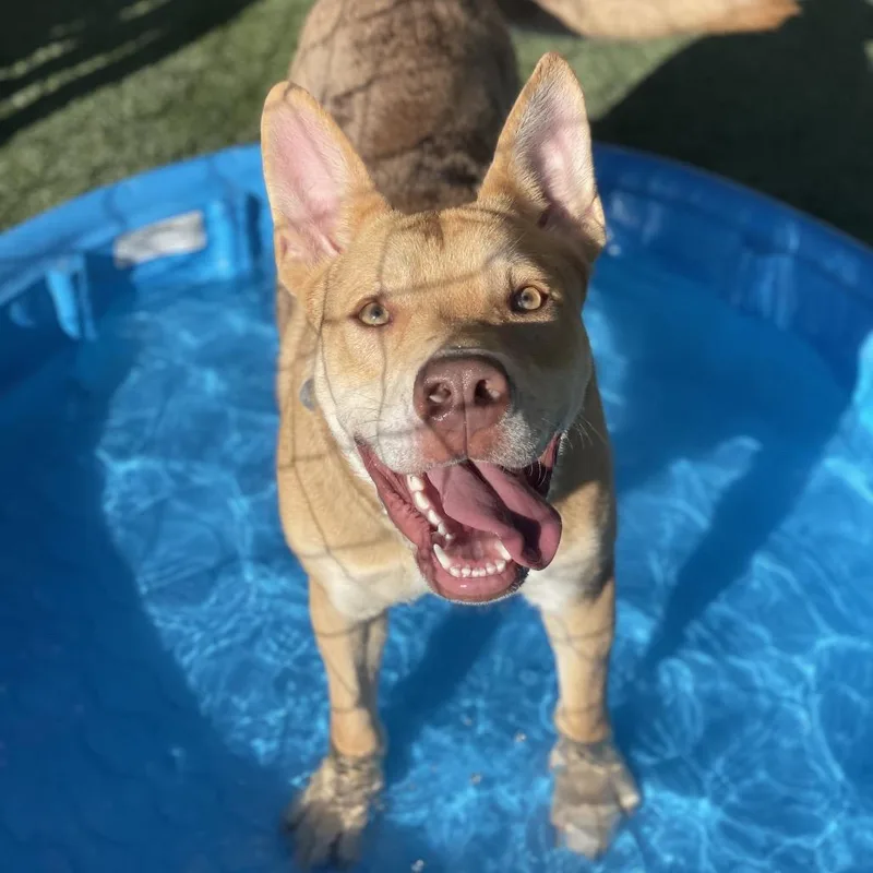 A young medium-sized male Yellow / Tan / Blond / Fawn Catahoula Leopard Dog dog named Prince Charming for adoption in Riverside, CA