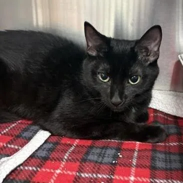 A baby medium-sized female Black Domestic Short Hair cat named Pumkin for adoption in Blairsville, GA