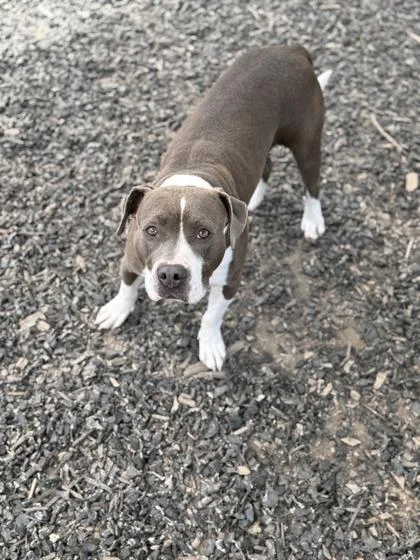 An adult medium-sized female Pit Bull Terrier dog named Graceleon for adoption in Atlanta, GA