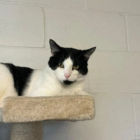 An adult small-sized male Domestic Short Hair cat named Chubbs for adoption in Port Aransas, TX
