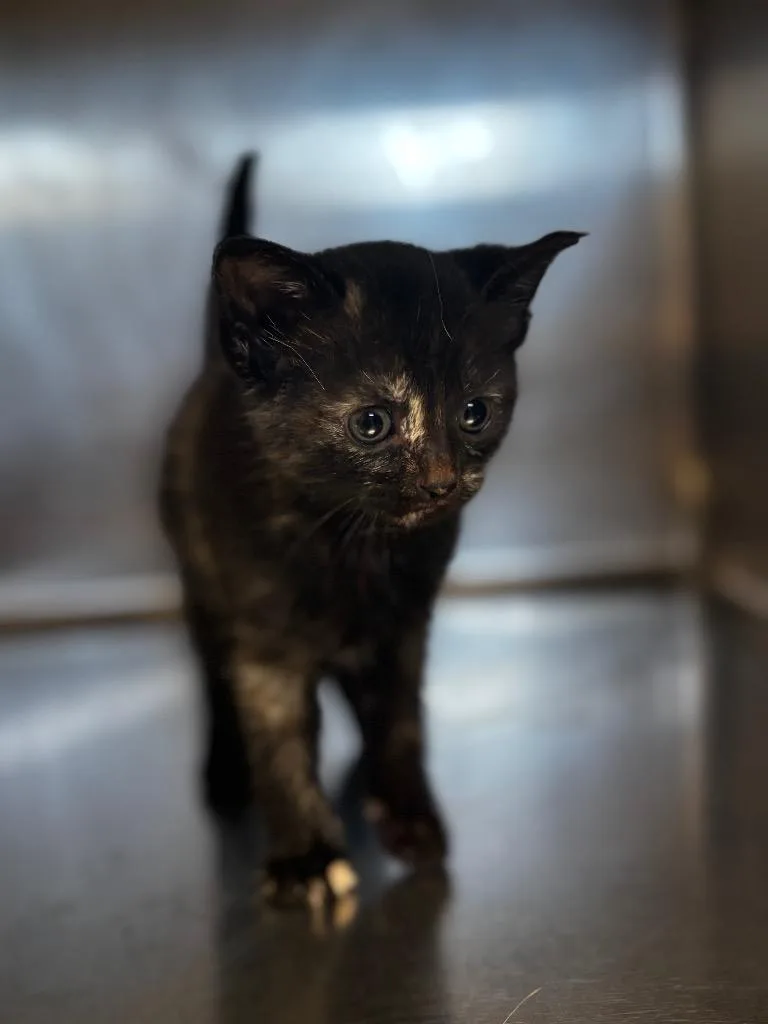 A baby small-sized male Domestic Short Hair cat named Jiggle for adoption in Lima, OH