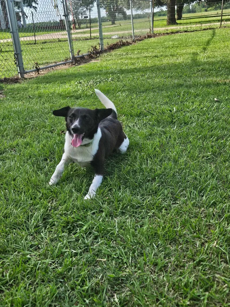 Pepper