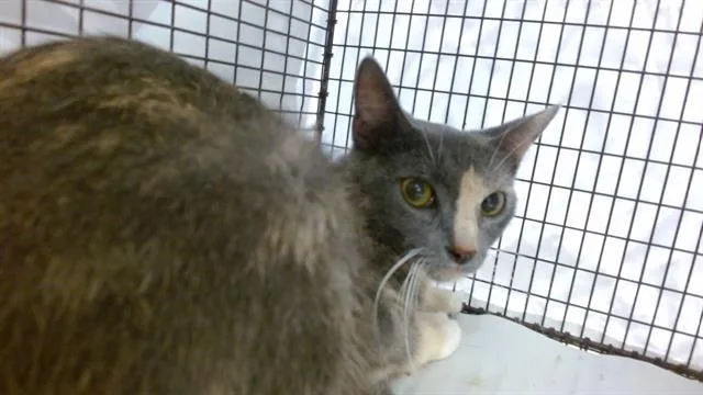A young small-sized female Domestic Short Hair cat named Kara for adoption in Miami, FL