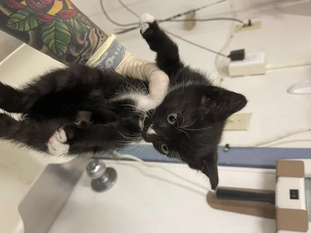 A baby small-sized male Domestic Short Hair cat named Finn for adoption in Hayward, CA