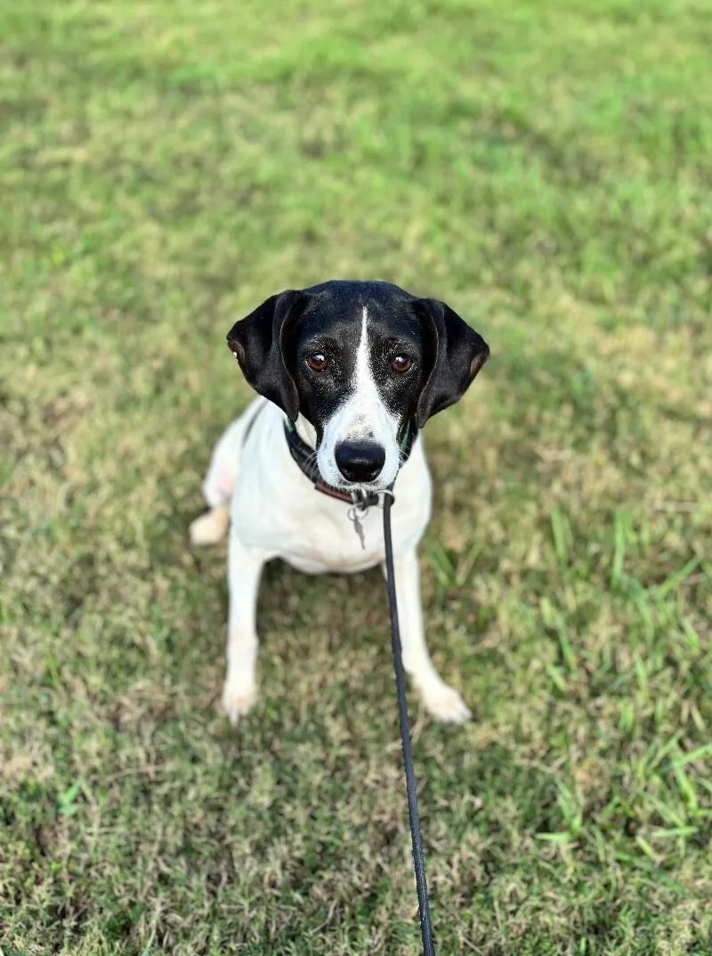 A senior medium-sized female White / Cream Pointer dog named Laura for adoption in Aiken, SC