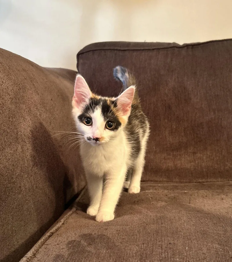 An adult medium-sized female Calico cat named Aspen for adoption in Georgetown, KY