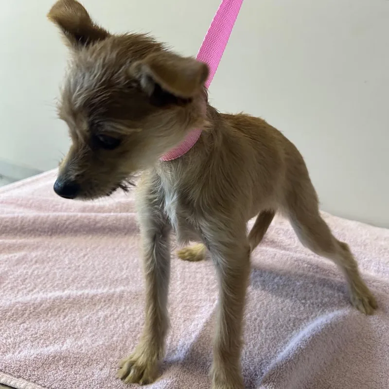 A baby small-sized female White / Cream Terrier dog named IVHSStray for adoption in San Gabriel, CA