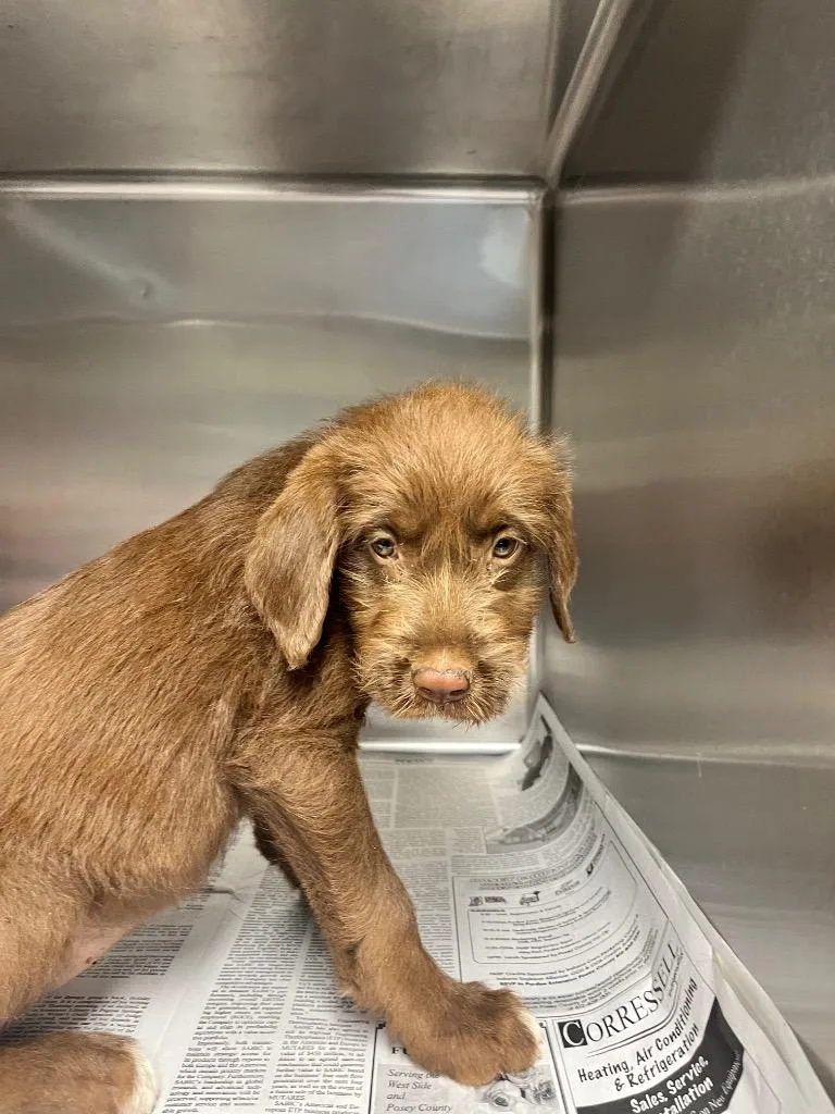 A baby medium-sized female Chocolate Labrador Retriever dog named Flower for adoption in Hopkinsville, KY