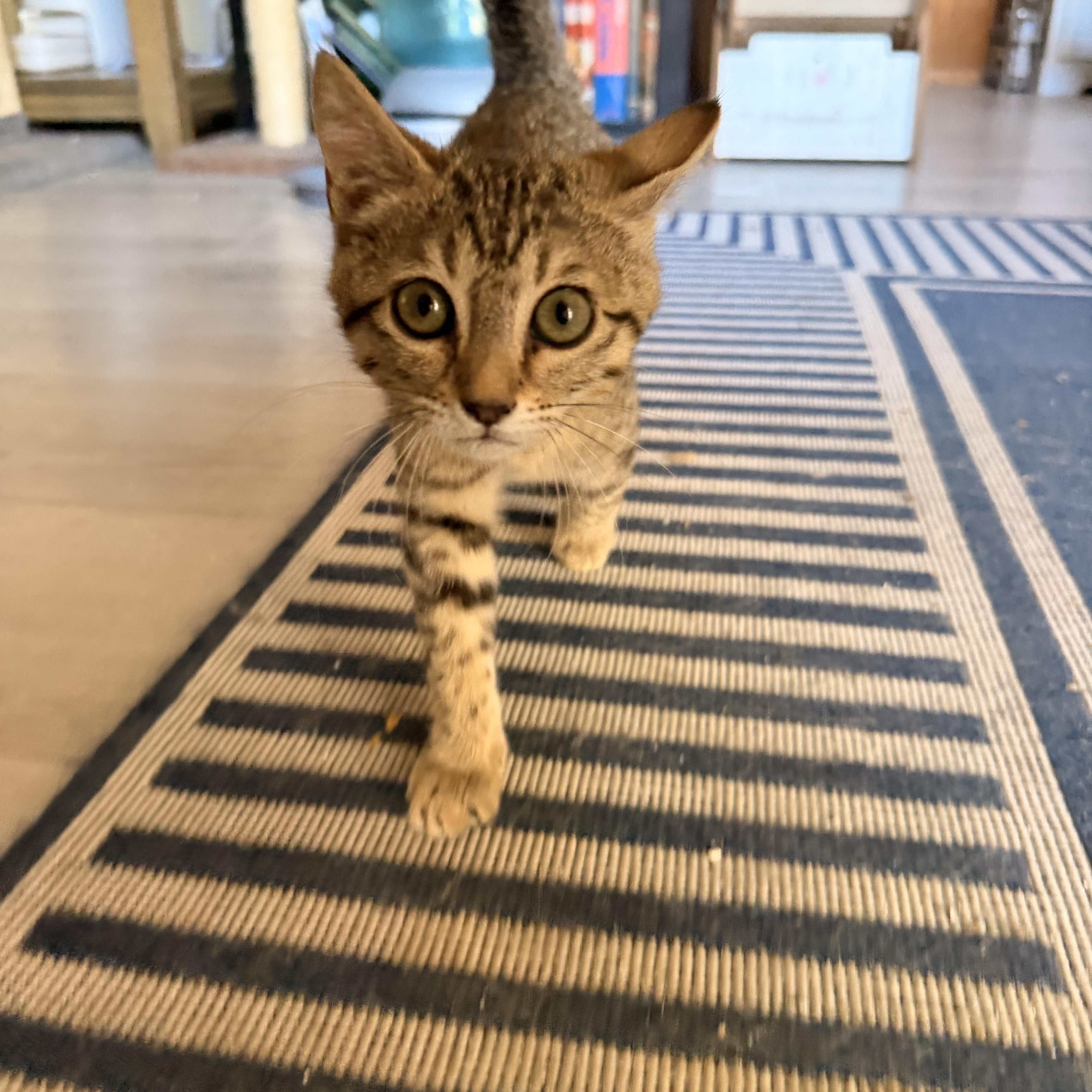 A baby medium-sized female Domestic Short Hair cat named Banana for adoption in Davis, CA
