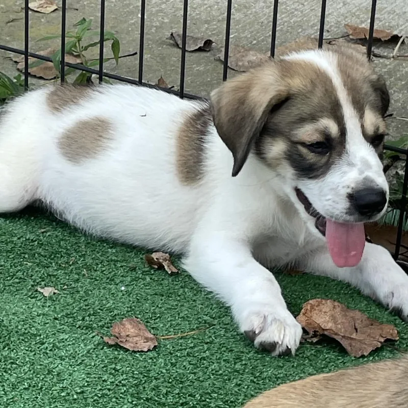 A baby medium-sized male White / Cream Great Pyrenees dog named George Patriot for adoption in Cincinnati, OH
