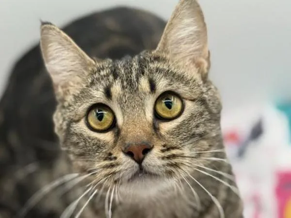A young medium-sized male Domestic Short Hair cat named Clarence for adoption in Portland, OR