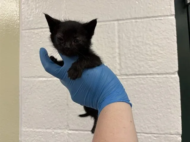 A baby small-sized male Domestic Short Hair cat named Fern for adoption in Thousand Palms, CA
