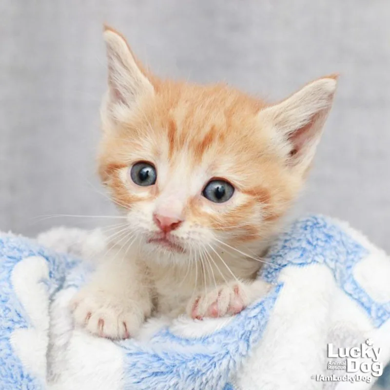 A baby medium-sized male Orange & White Domestic Short Hair cat named Fitzgerald for adoption in Washington, DC