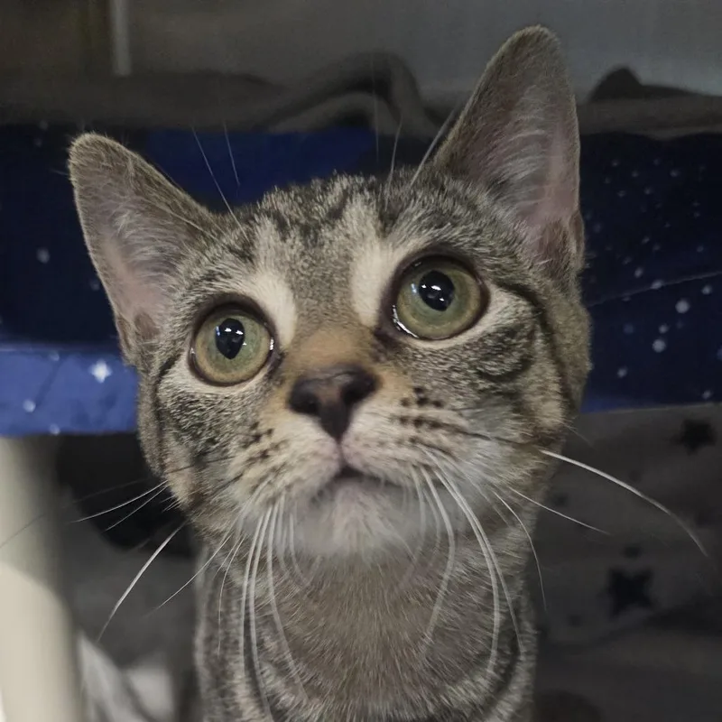 A baby small-sized female Brown / Chocolate Domestic Short Hair cat named Macaroon for adoption in Kennebunk, ME