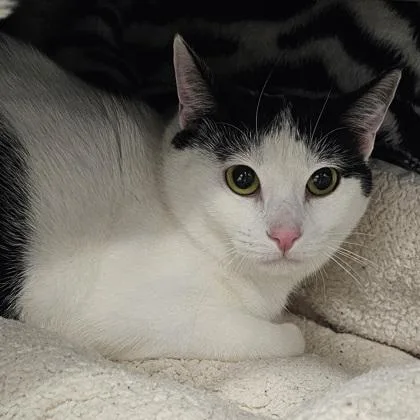 An adult small-sized female Domestic Short Hair cat named Penelope for adoption in Scotia, NY