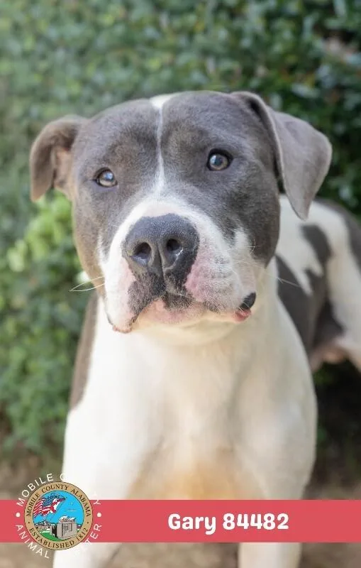 An adult medium-sized male Gray / Blue / Silver Mixed Breed dog named Gary for adoption in Mobile, AL
