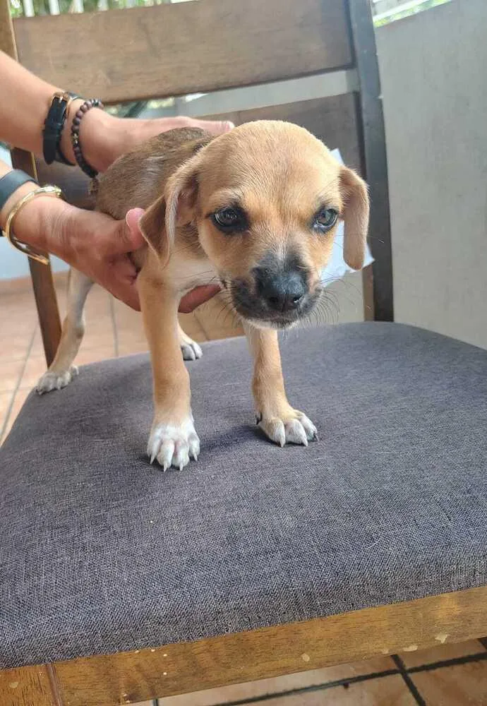 A baby small-sized male Brown / Chocolate Labrador Retriever dog named Kobe for adoption in Naranjito, PR
