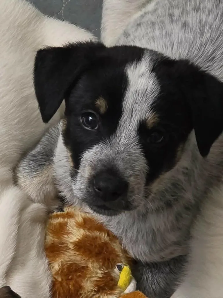 A baby medium-sized male Mixed Breed dog named Cornell for adoption in Mesa, AZ