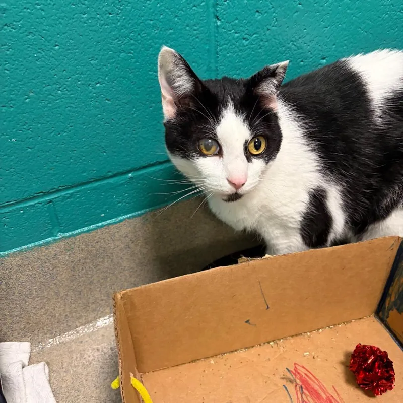 A senior small-sized female Black Domestic Short Hair cat named Mooshie for adoption in Fredericksburg, VA