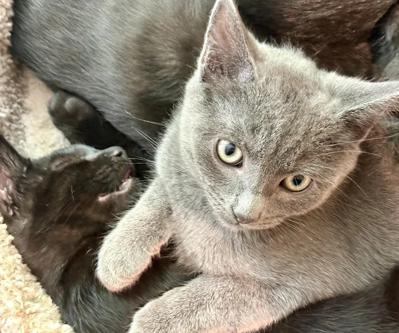 A baby large-sized male Black Domestic Short Hair cat named Kit and Dennis for adoption in Seattle, WA