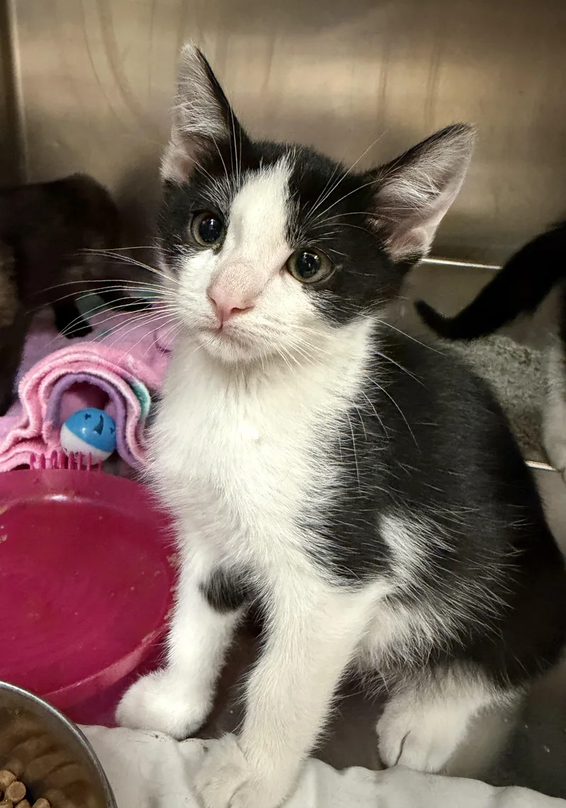 A baby medium-sized male Black & White / Tuxedo Domestic Short Hair cat named Skipper for adoption in Wantagh, NY