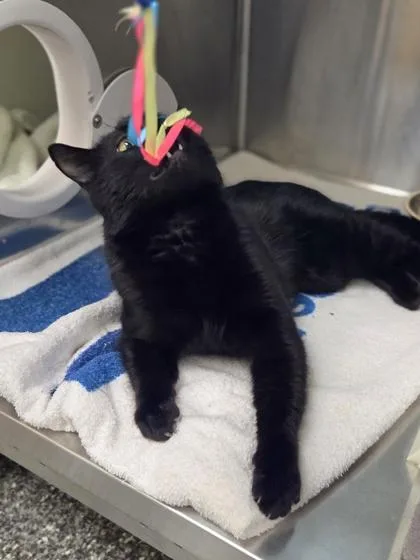 An adult large-sized male Domestic Medium Hair cat named Craftsman for adoption in Westland, MI
