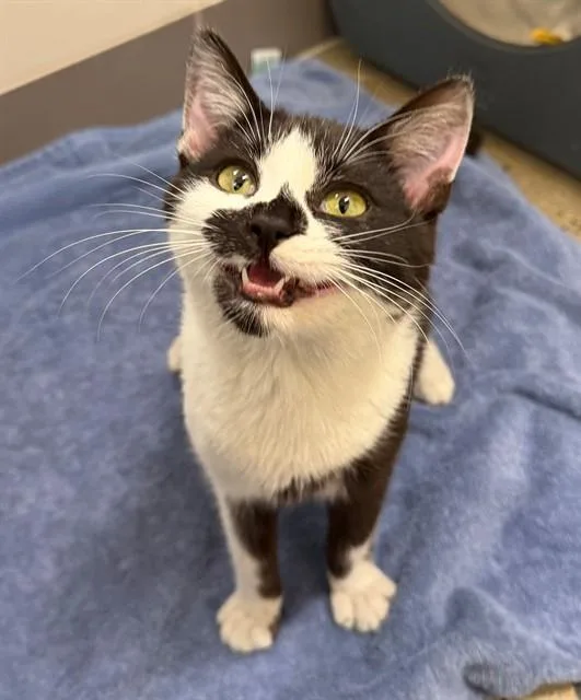 A young medium-sized female Domestic Short Hair cat named Iced Lavender Latte for adoption in Leesburg, VA