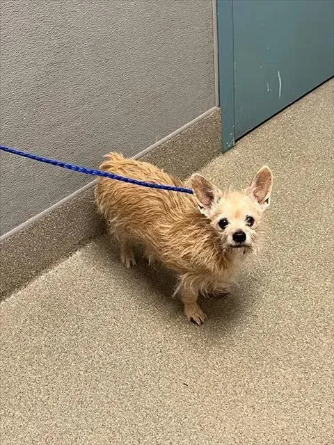 An adult small-sized female Terrier dog named Athena for adoption in Las Vegas, NV