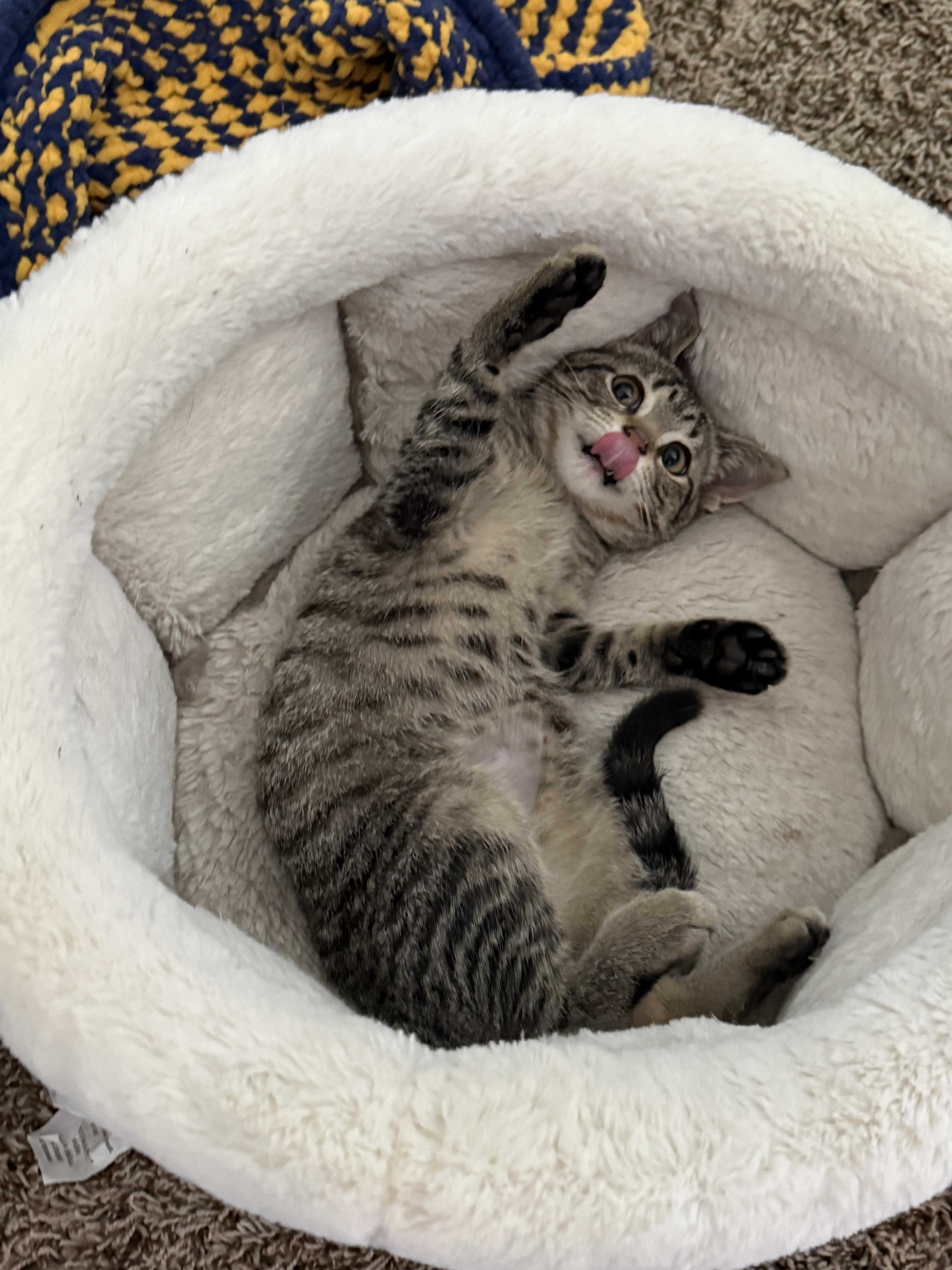 A baby medium-sized male Tabby (Brown / Chocolate) Domestic Short Hair cat named Max Clark for adoption in Hudsonville, MI