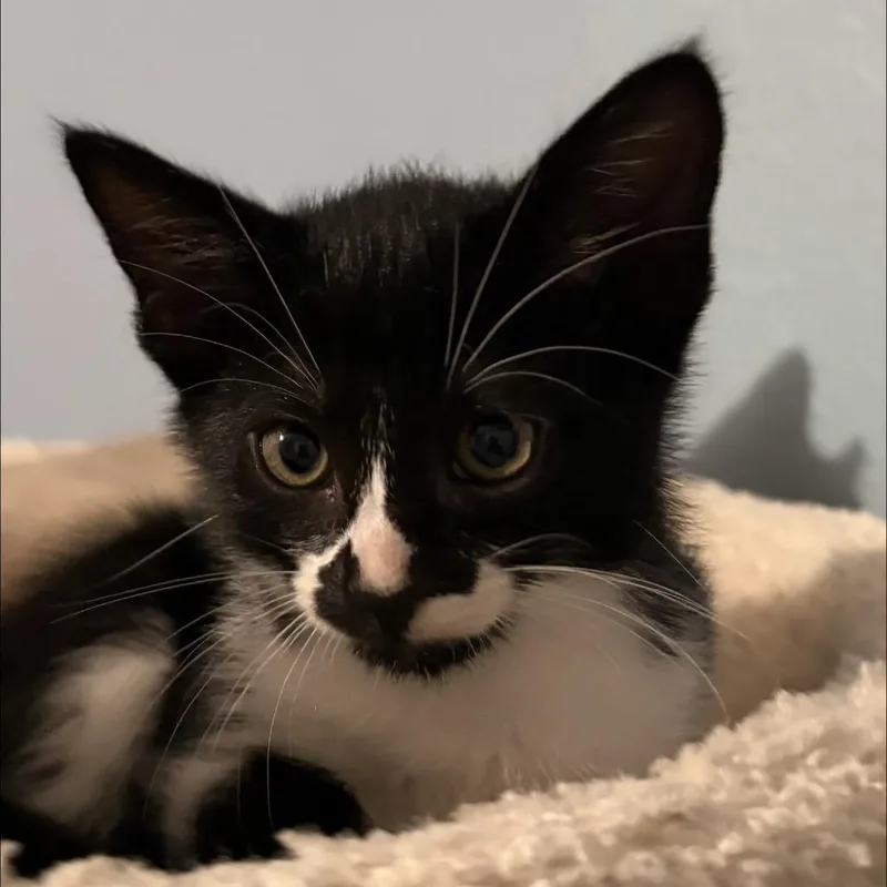 A baby small-sized male Black Domestic Short Hair cat named Muenster for adoption in Missouri City, TX