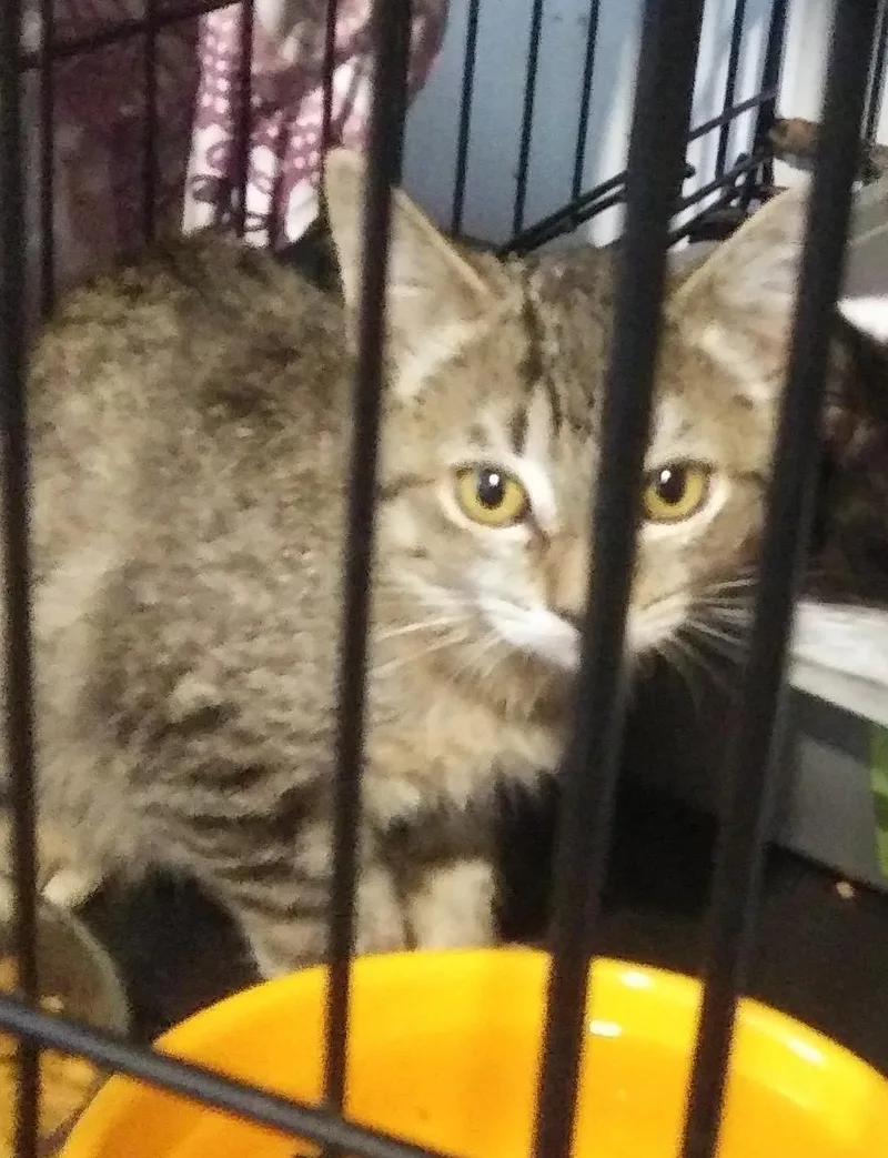 A baby medium-sized female Tabby (Buff / Tan / Fawn) Domestic Short Hair cat named Beans for adoption in Port Wentworth, GA
